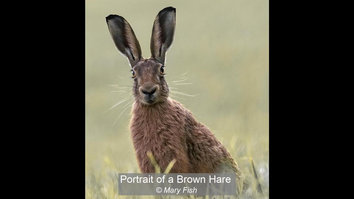 24_Portrait of a Brown Hare_Mary Fish